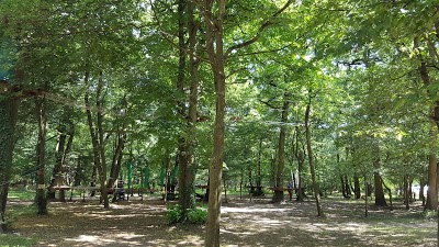 Logo Accro des Arbres